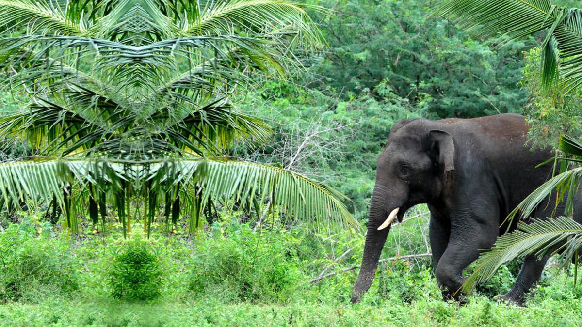 T.N.’s elephant population stands at 2,961, an increase from 2,761